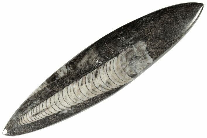 Polished Fossil Orthoceras (Cephalopod) - Morocco #182104